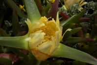 2003-04-14-007-Mesembryanthemums
