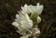 2003-04-14-073-Allium-giant