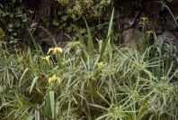 2003-04-15-011-Iris-yellow-in-river