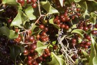 2003-04-16-001-Aristolochia-berries