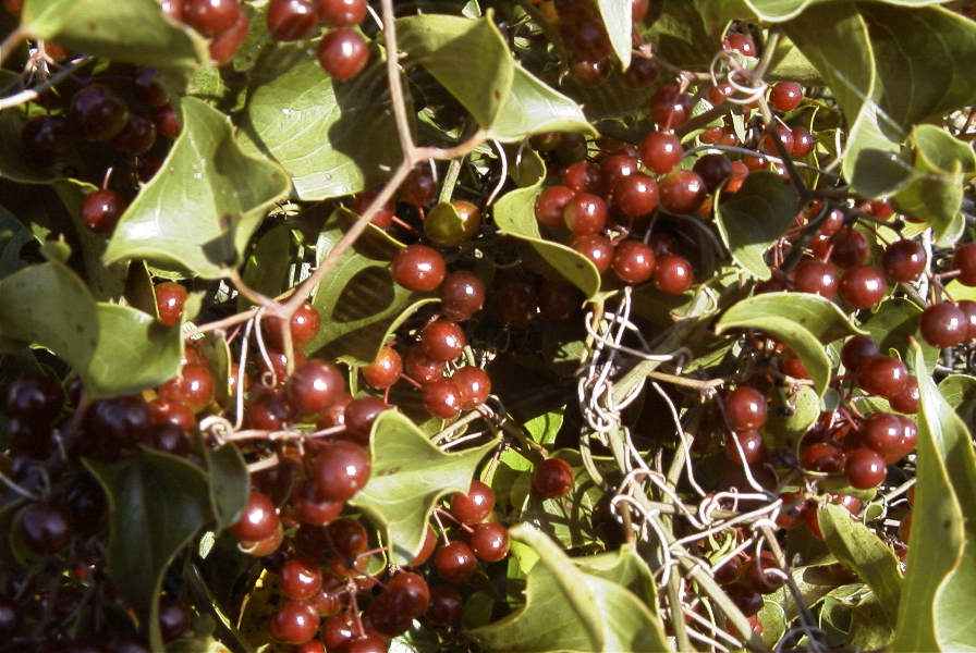 2003-04-16-001-Aristolochia-berries