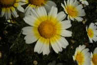 2003-04-16-009-Chrysanthemum