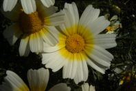 2003-04-16-011-Chrysanthemum