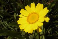 2003-04-16-038-Chrysanthemum