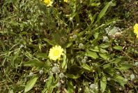 2003-04-16-039-Chrysanthemum
