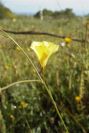 2003-04-17-026-flax-yellow