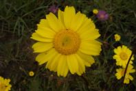 2003-04-18-012-Chrysanthemum