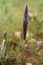 2003-04-18-039-Iris-reticulata