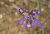 2003-04-18-056-Iris-reticulata