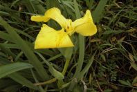 2003-04-19-017-Iris-yellow