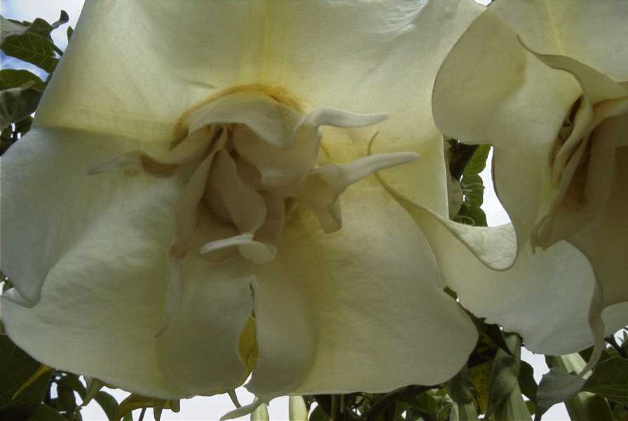 2003-04-20-022-Datura-flowers