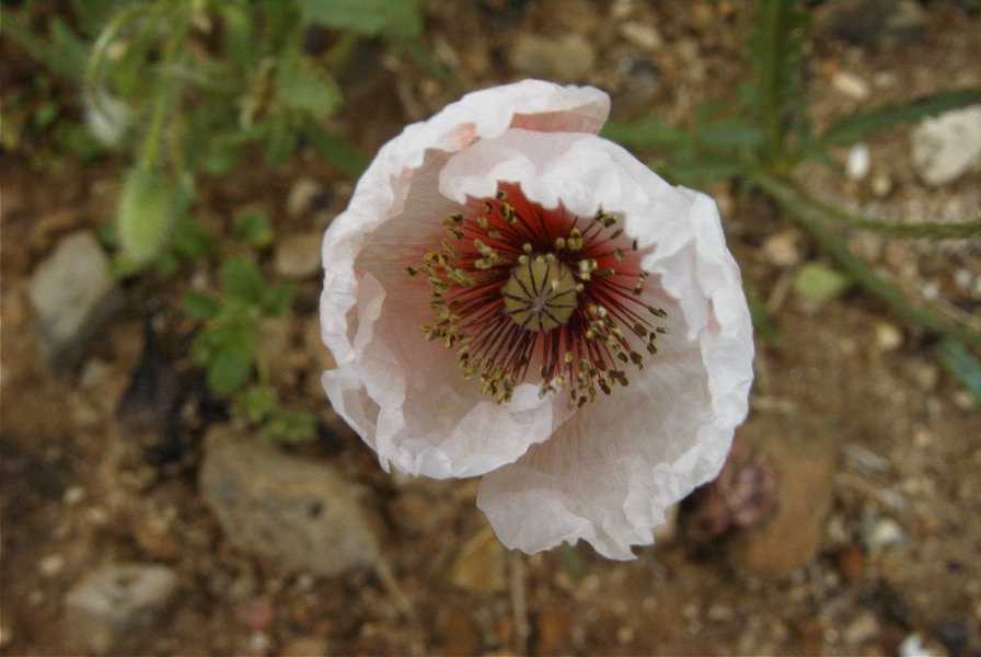 2003-04-21-011-Poppy-white