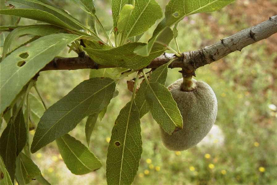 2003-04-23-009-Almond-tree