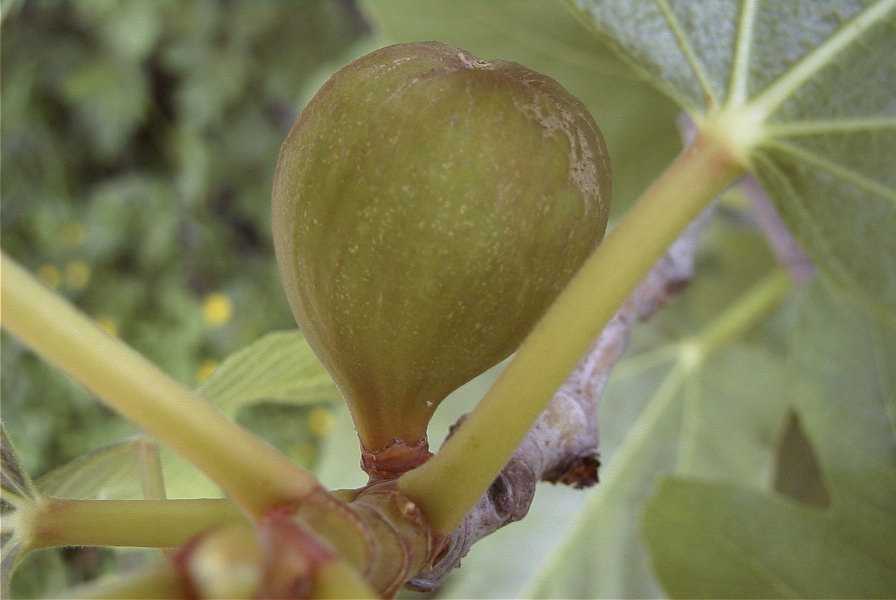 2003-04-23-012-Fig-tree