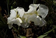 2003-04-23-054-Iris-white
