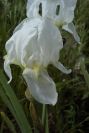 2003-04-23-056-Iris-white