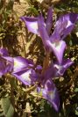 2004-04-05-034-Iris-reticulata
