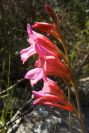 2004-04-06-036-Gladiolus