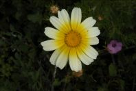 2004-04-08-035-Chrysanthemum-coronarium