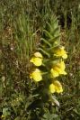 2004-04-10-050-Unknown-yellow