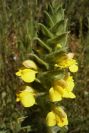 2004-04-10-051-Unknown-yellow
