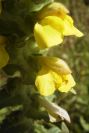 2004-04-10-052-Unknown-yellow