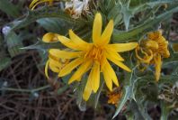 2004-04-11-005-Thistle-yellow-daisy
