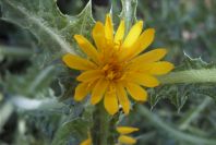 2004-04-11-012-Thistle-yellow-daisy