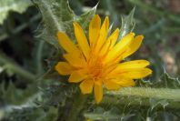 2004-04-11-013-Thistle-yellow-daisy