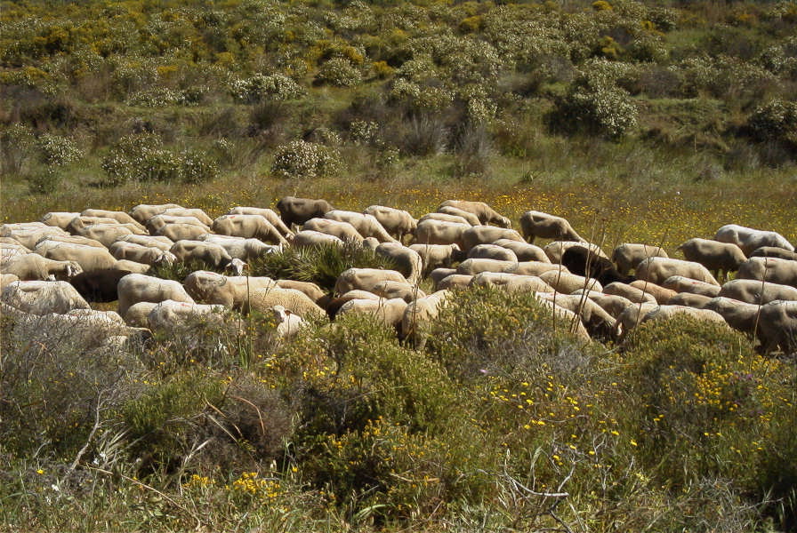 2004-04-12-023-Sheep
