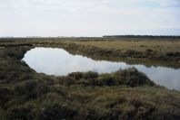 2004-04-14-042-Salt-marshes
