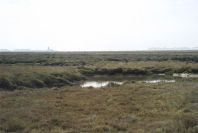 2004-04-14-043-Salt-marshes