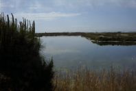 2004-04-14-047-Salt-marshes