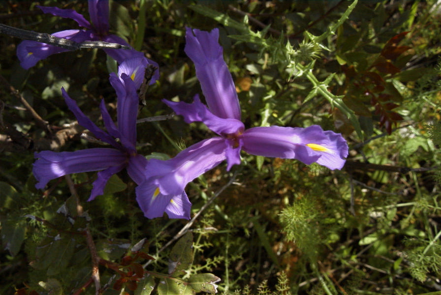 2004-04-15-003-Iris