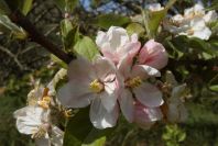 2004-04-15-014-Apple-blossom