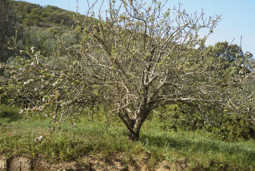 2004-04-15-015-Apple-tree