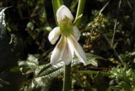 2004-04-15-022-Gladiolus-white