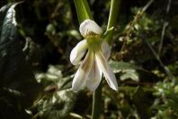 2004-04-15-023-Gladiolus-white