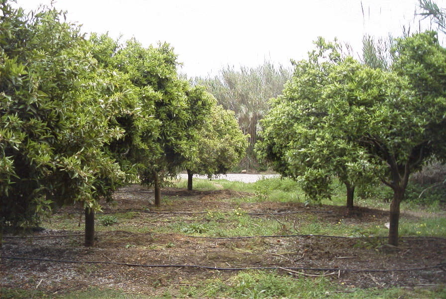 2004-04-16-036-Orange-orchard