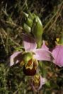 2004-04-16-041-Orchid
