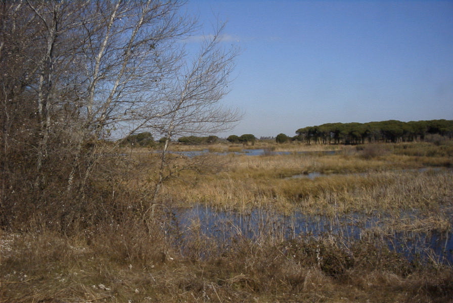 2005-02-18-023-Wetlands
