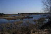 2005-02-18-026-Wetlands