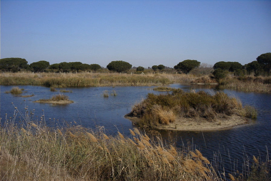 2005-02-18-030-Wetlands