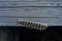 2005-02-18-046-Caterpillar