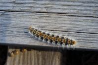 2005-02-18-047-Caterpillar