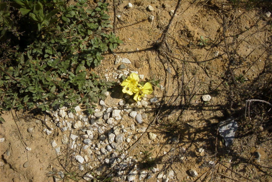 2005-03-29-005-Oenothera