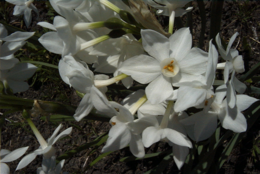 2005-03-29-034-Narcissus-tazetta