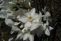 2005-03-29-035-Narcissus-tazetta