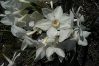 2005-03-29-036-Narcissus-tazetta