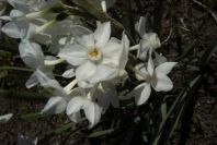 2005-03-29-037-Narcissus-tazetta